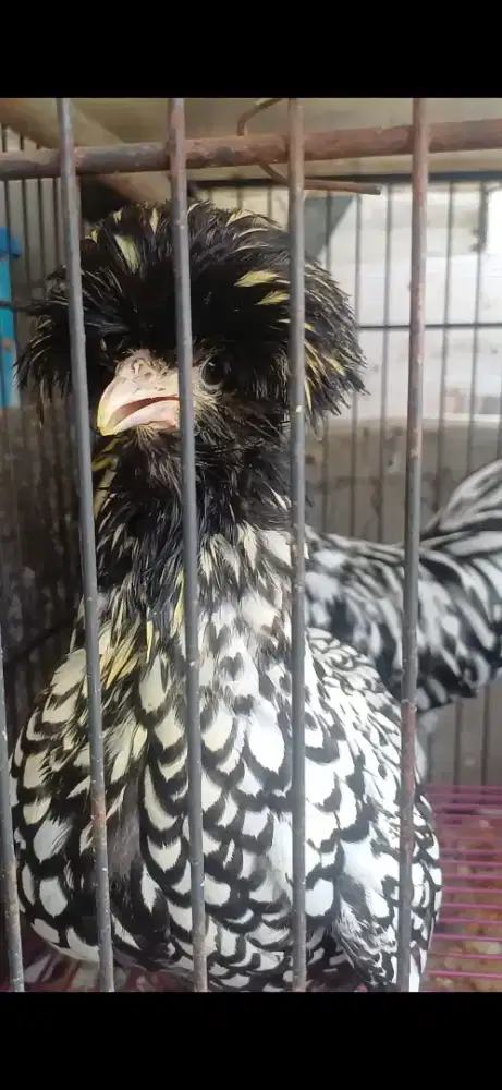 Ayam Poland Batik Jambul