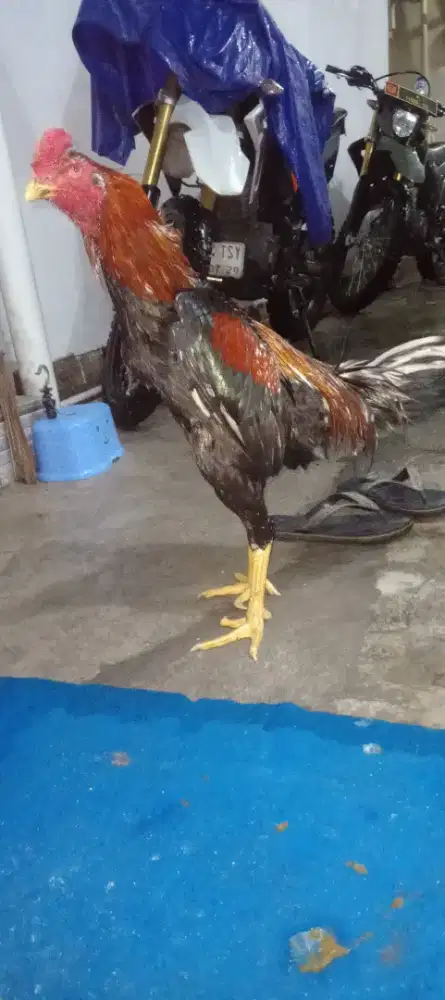 Ayam bangkok KOYNGON
