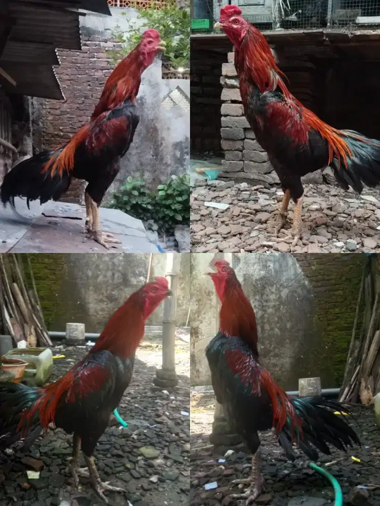 Jual Ayam Bangkok Klasik Sesuai di Foto Wilayah Sidoarjo Bisa di Kirim