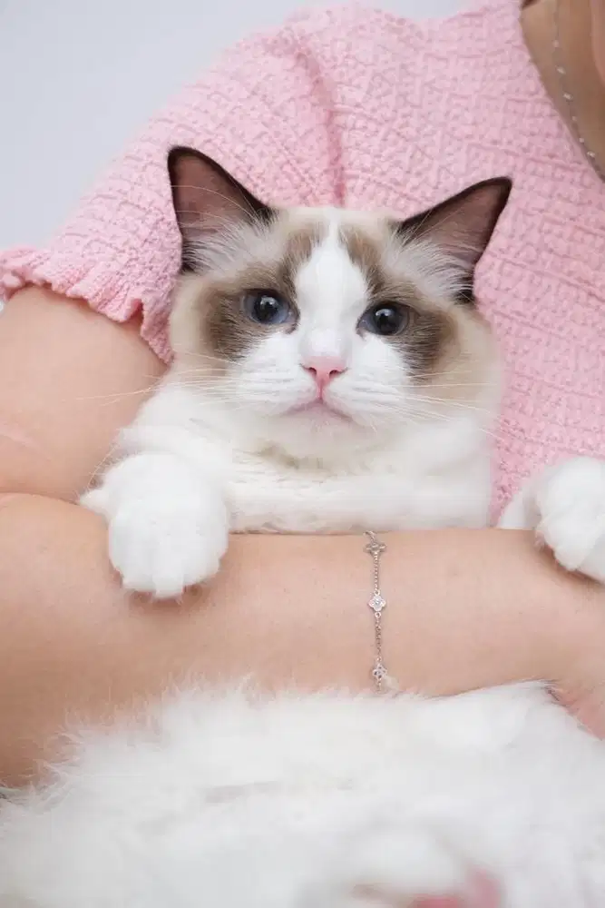 Open adopt Kitten Ragdoll 7 bulan