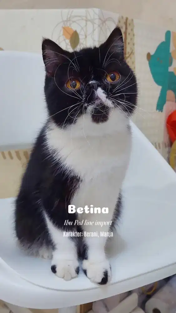 PEAKNOSE EXO BLACK & WHITE BETINA LINE PED