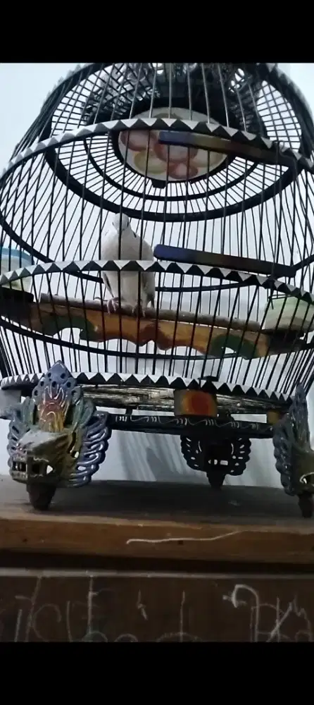 PUTER PELUNG BETINA SUARA melas