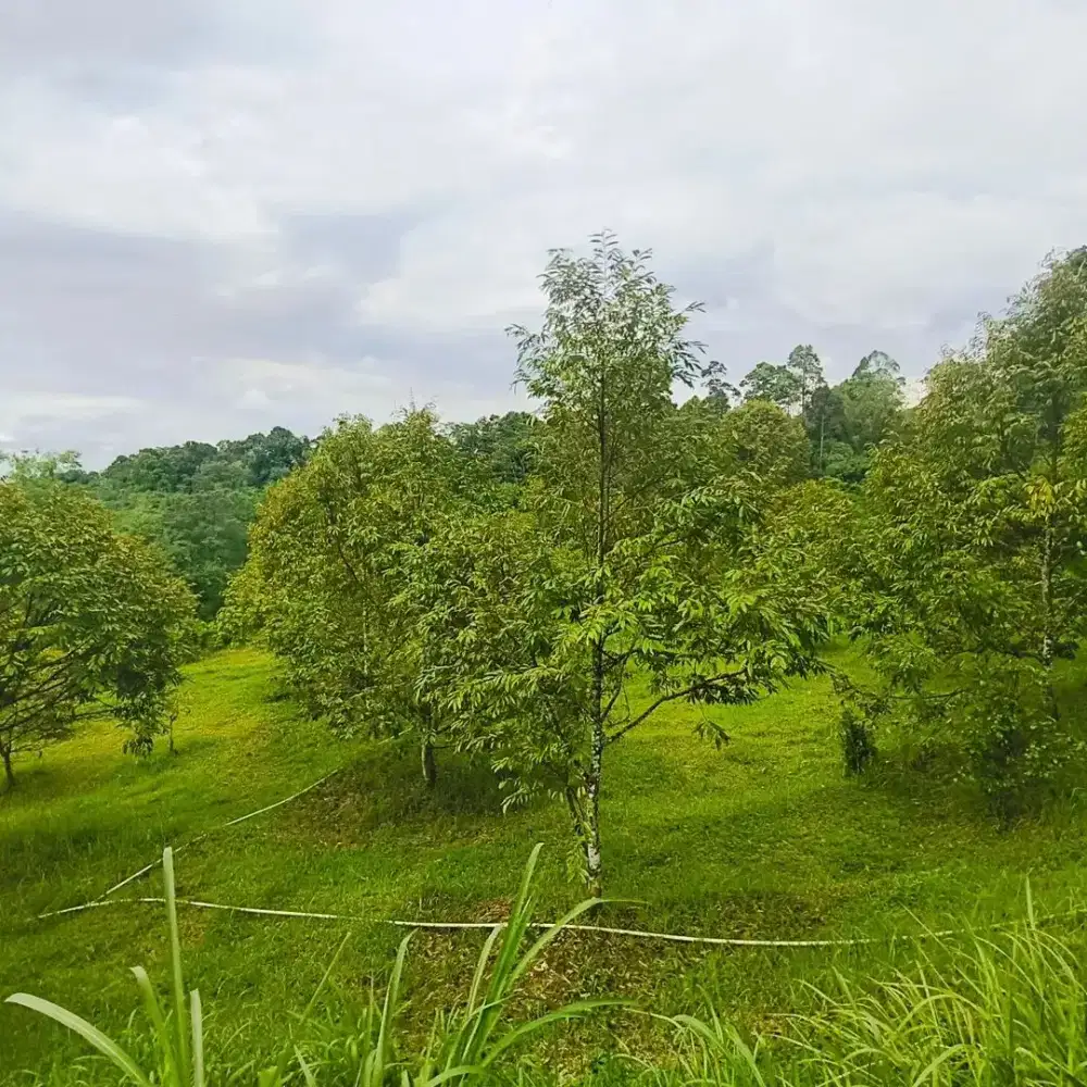 Kebun buah durian murah ngargoyoso Karanganyar