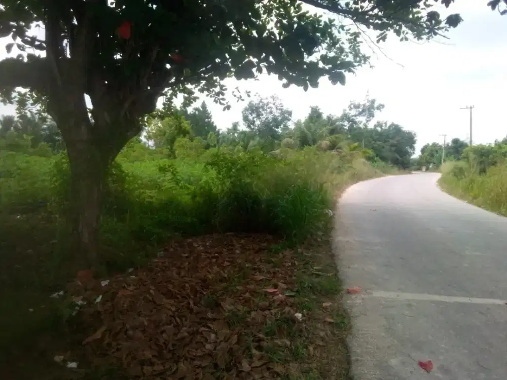 Tanah murah tengah kota dan di tepi jalan lokasi Jl. Suka maju / Rumbai