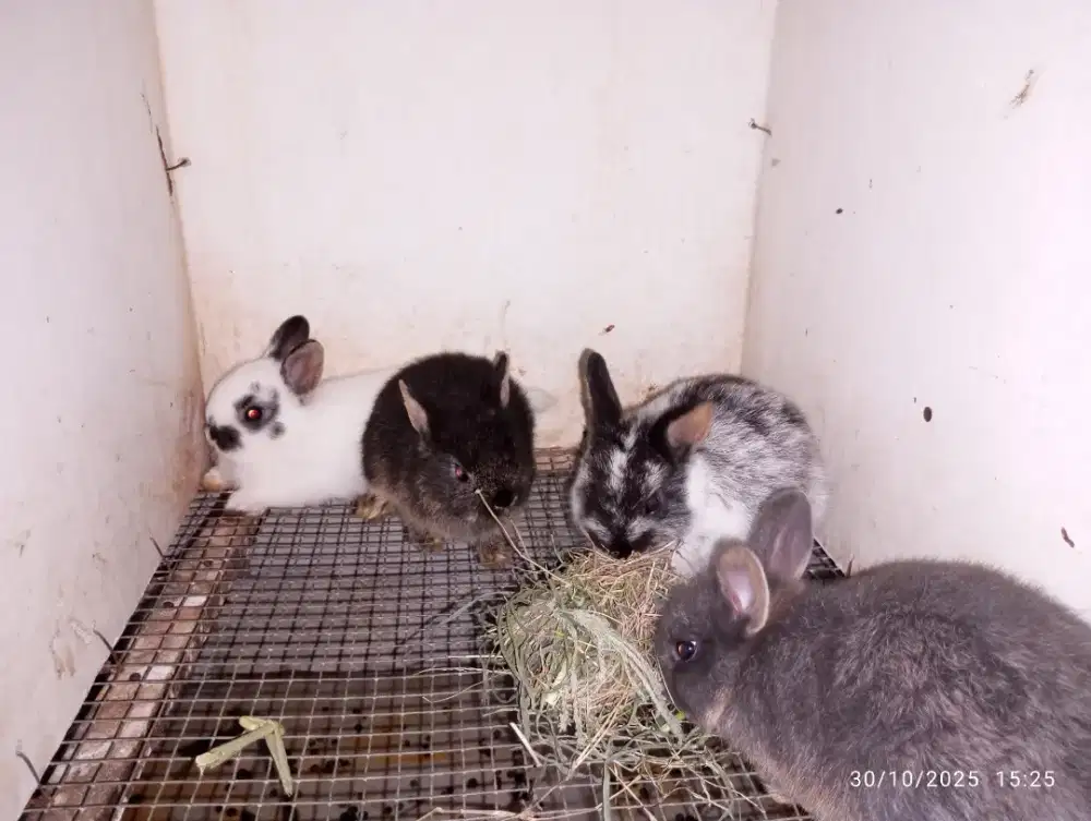 Kelinci hias jenis mini netherland dwarf