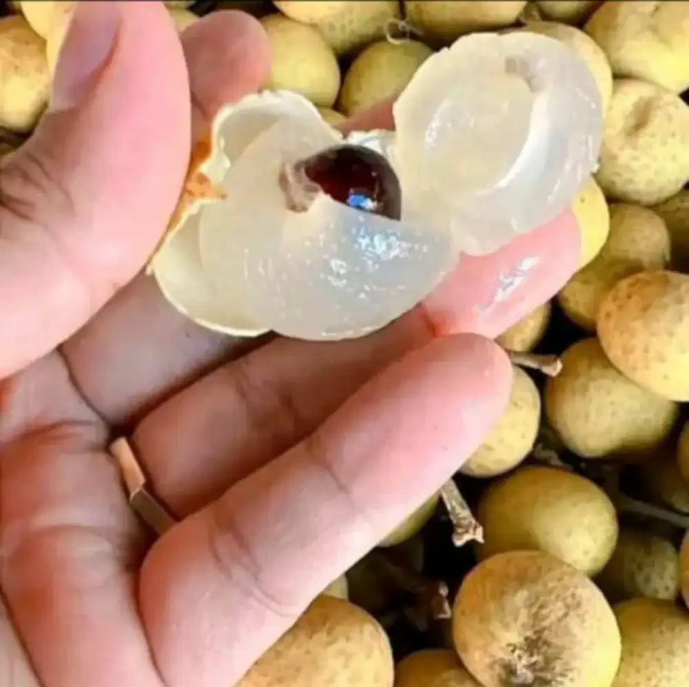 Buah lengkeng segar dengan kualitas super