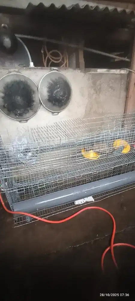 Kandang layer baterai 10 ekor