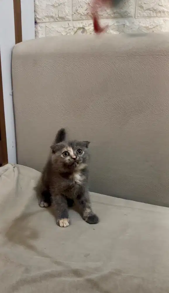 Gaelic Scottish Fold