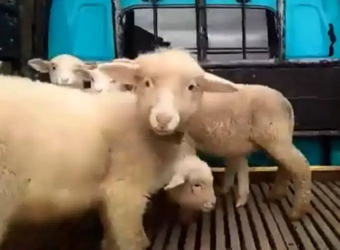 3 ekor cempe anakan domba merino 1 jantan 2 betina 4 bulanan super top