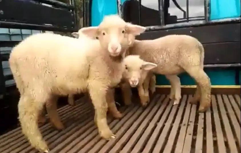 3 ekor cempe domba hias merino super 4 bln 1 jantan 2 betina jamin top