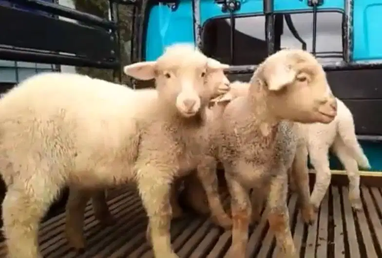 3 ekor cempe domba hias merino super 4 bln 1 jantan 2 betina jamin top