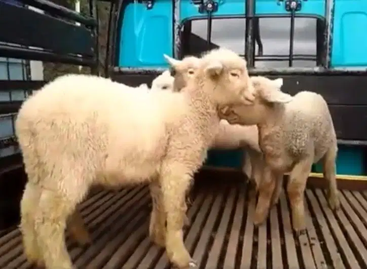 3 ekor cempe domba hias merino super 4 bln 1 jantan 2 betina jamin top