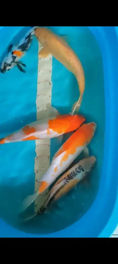 koi jumbo murah