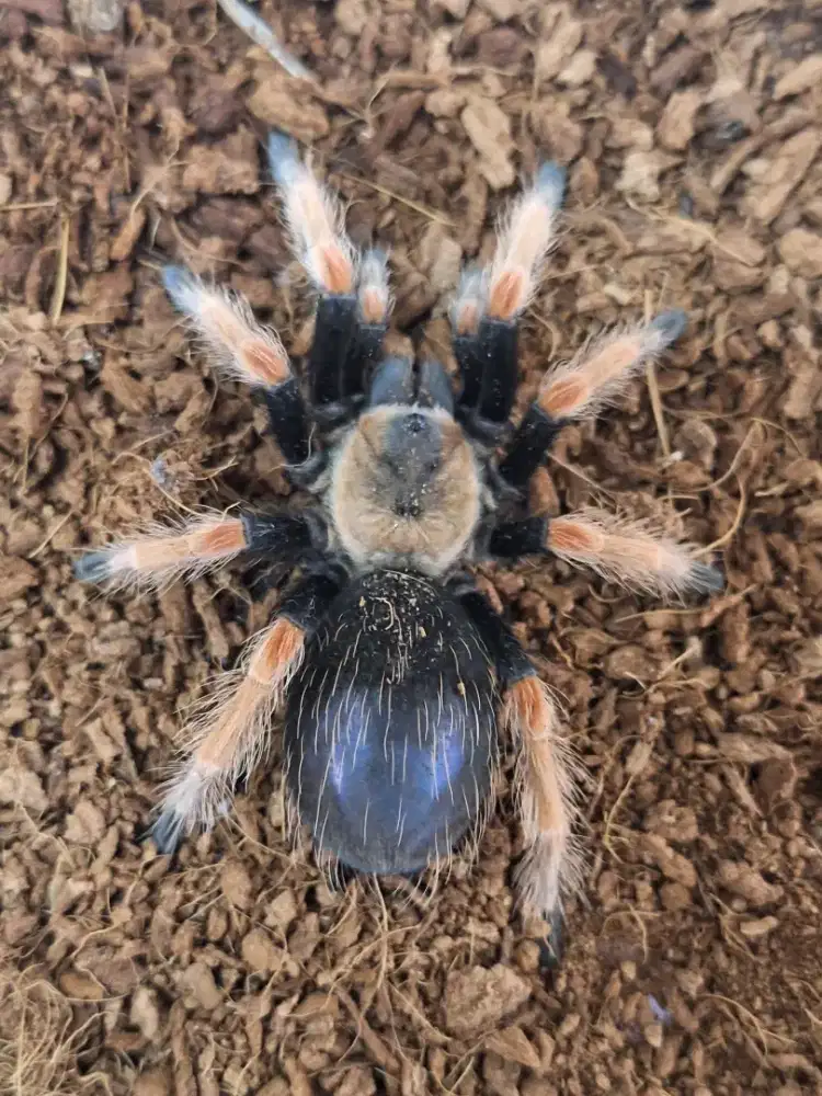 Tarantula lucu lucu