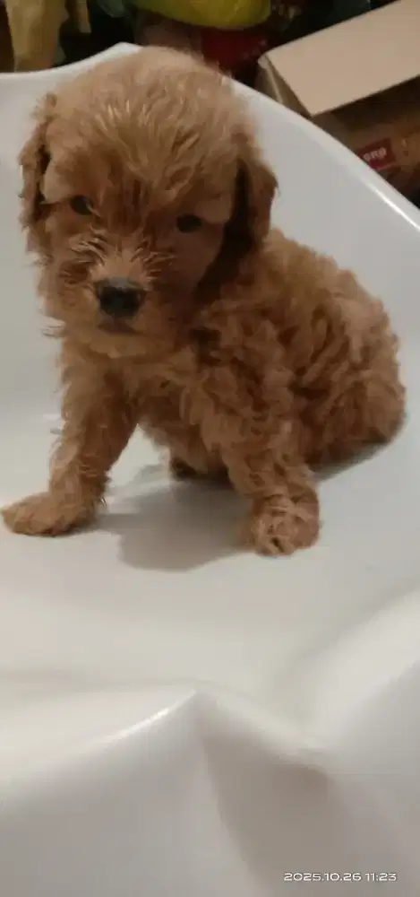 Puppy red tiny poodle jantan 1,5 bulan