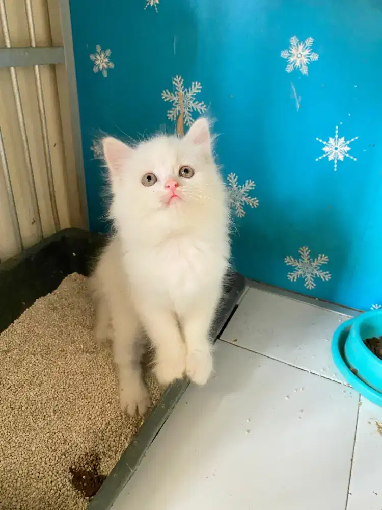 Kucing Persia red point jantan