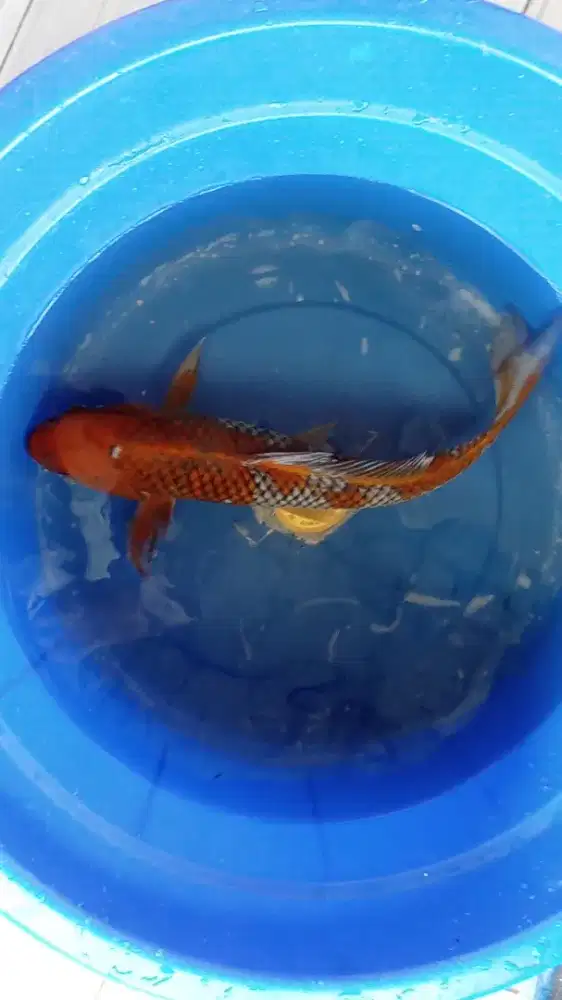 Koi Ochiba Shigure Jumbo 50cm anti gelap Jarang Ada