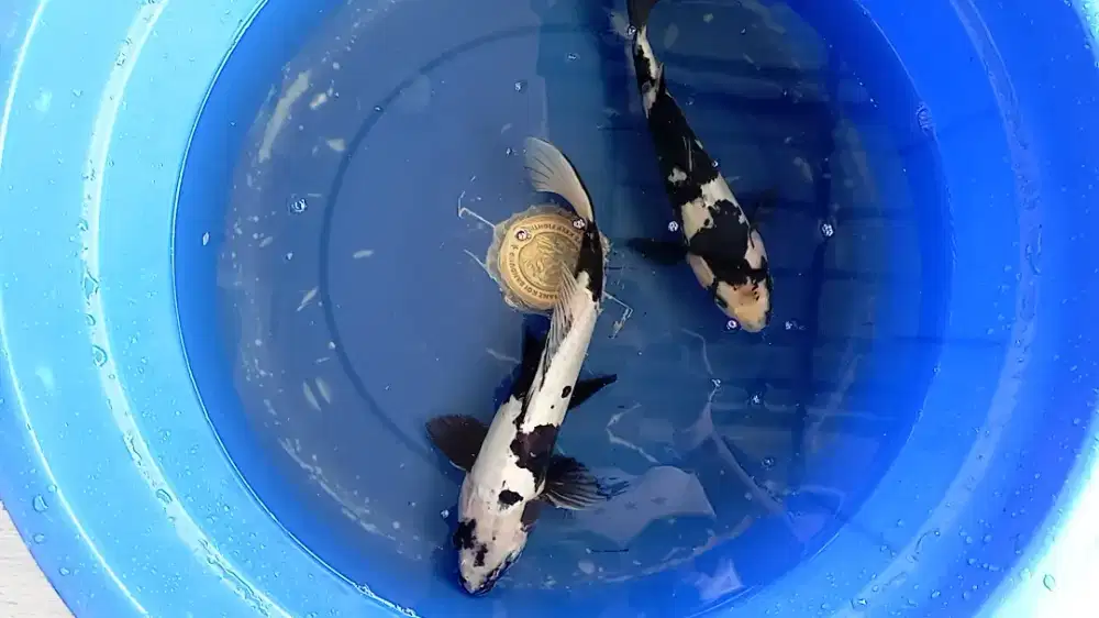 Koi Shiro Doitsu Pumada Hitam Pekat Jos Original