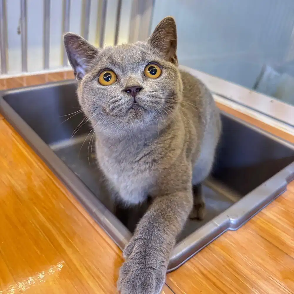 Adopt kitten bsh // adopsi kucing scottish fold