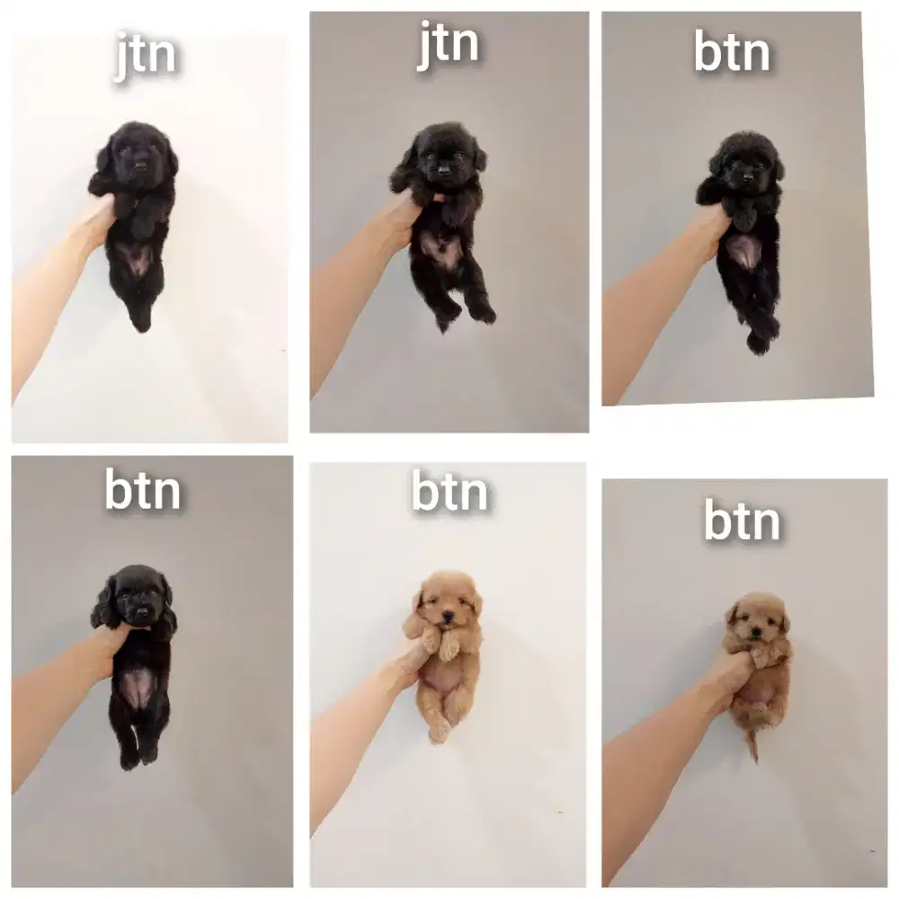 puppy poodle mix pomerian.pompoo. No php !!!