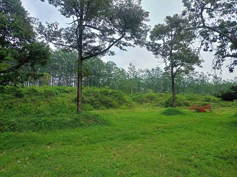 TANAH BAGUS DATAR VIEW MENAWAN LOKASI PRIGEN PAJARAN PASURUAN