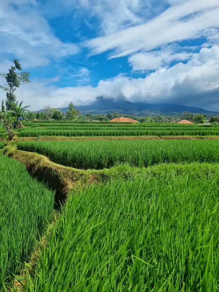 Dijual Tanah Sawah Pinggir Jalan