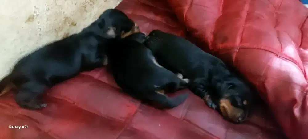 Baby Mini tekel Super mungil Imut Dan Unyu