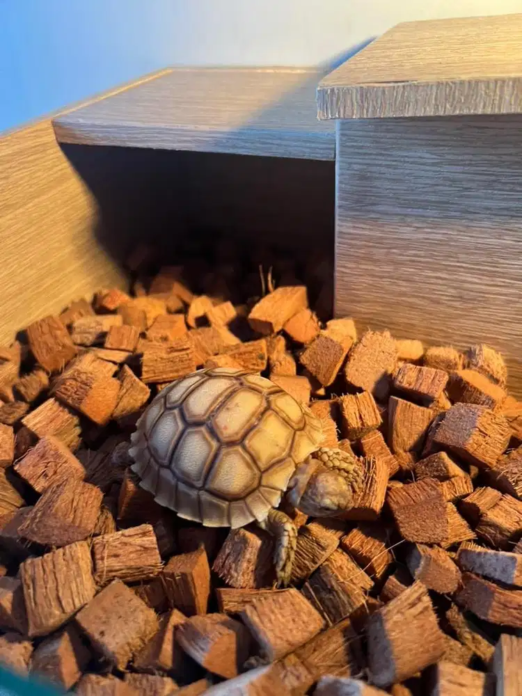 Kura Sulcata dottless 6cm an