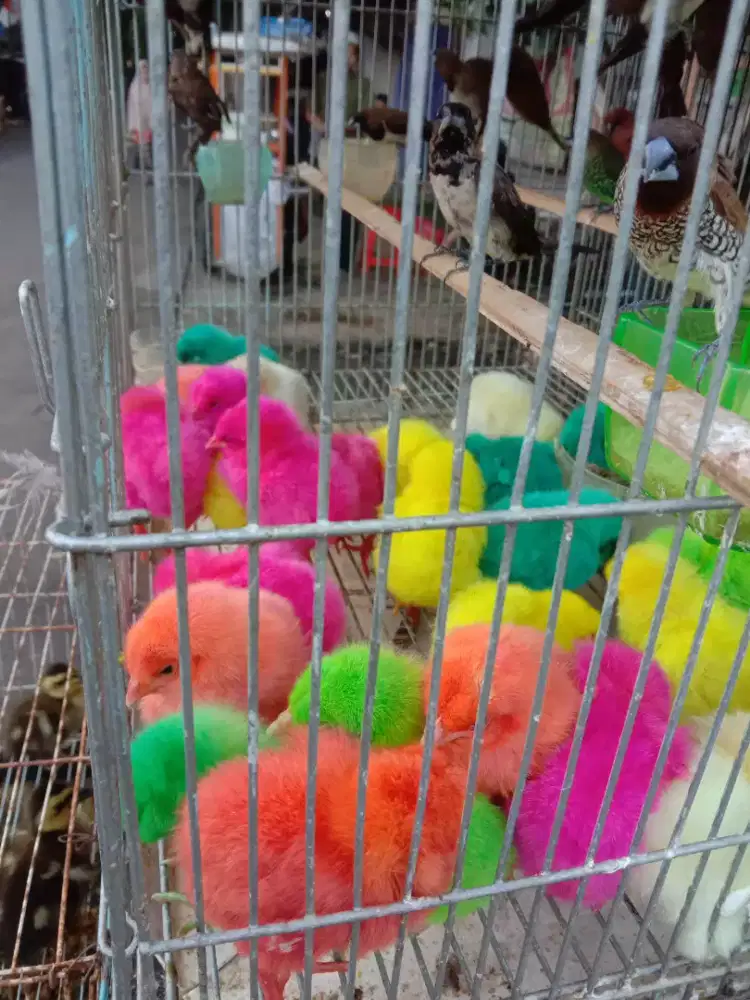 Jual Ayan dan Burung