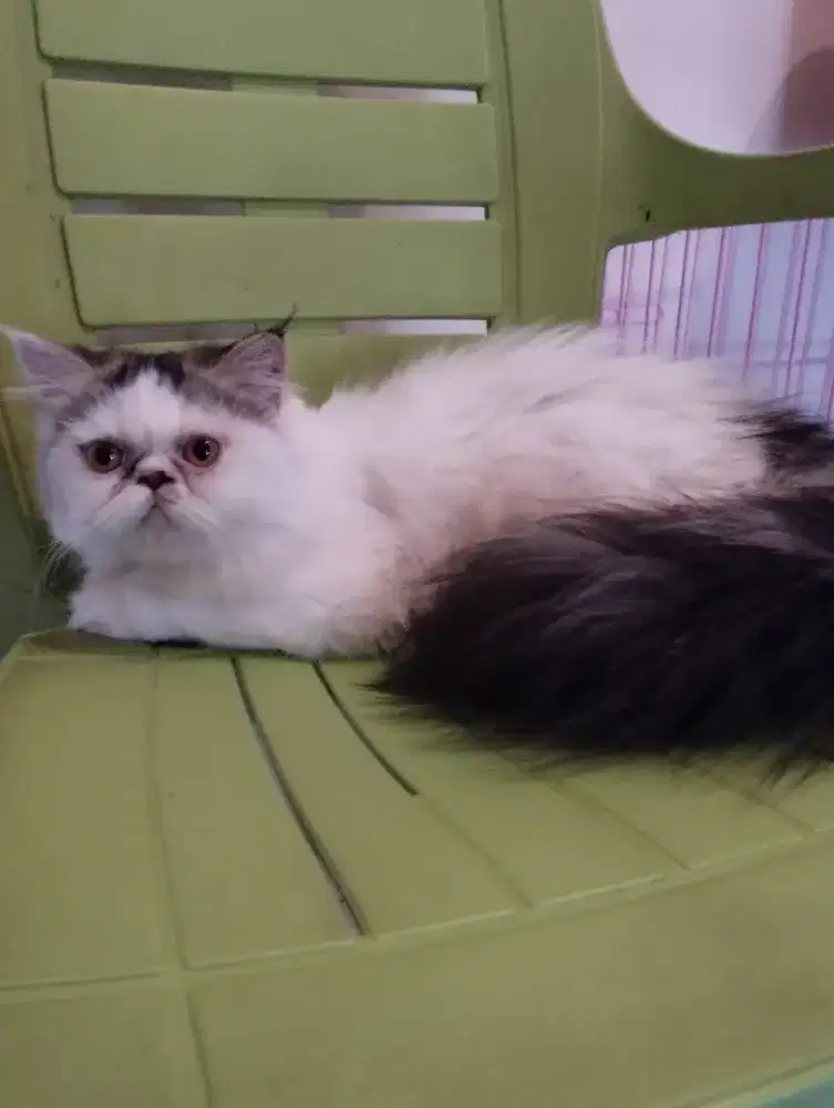 Kucing Persia betina