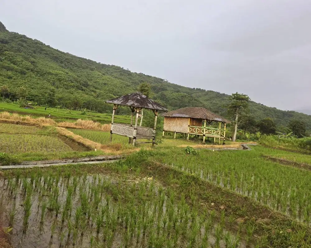 Dijual Sawah Produktif di Jonggol Bogor