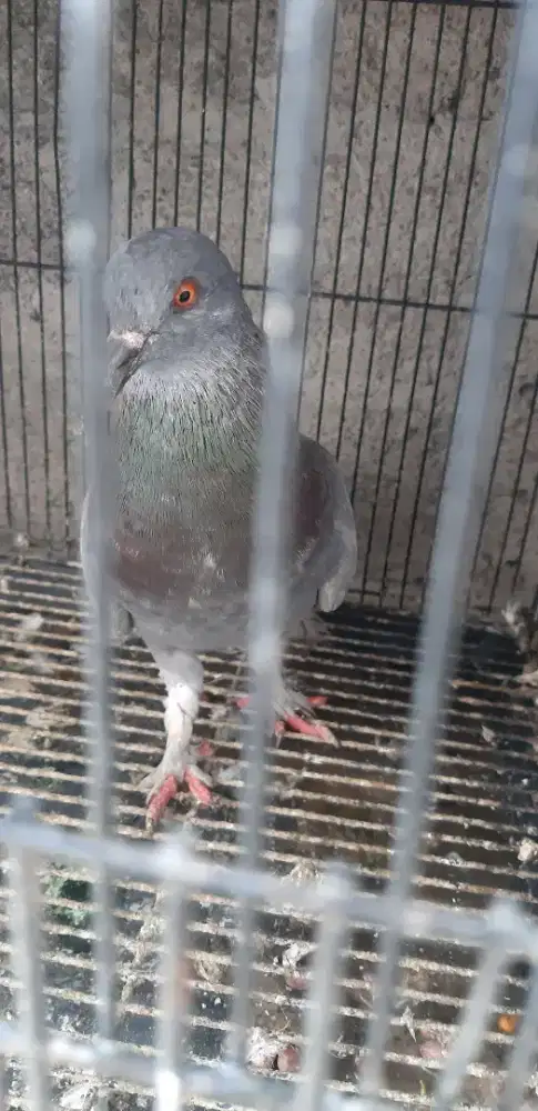 Burung dara/ merpati