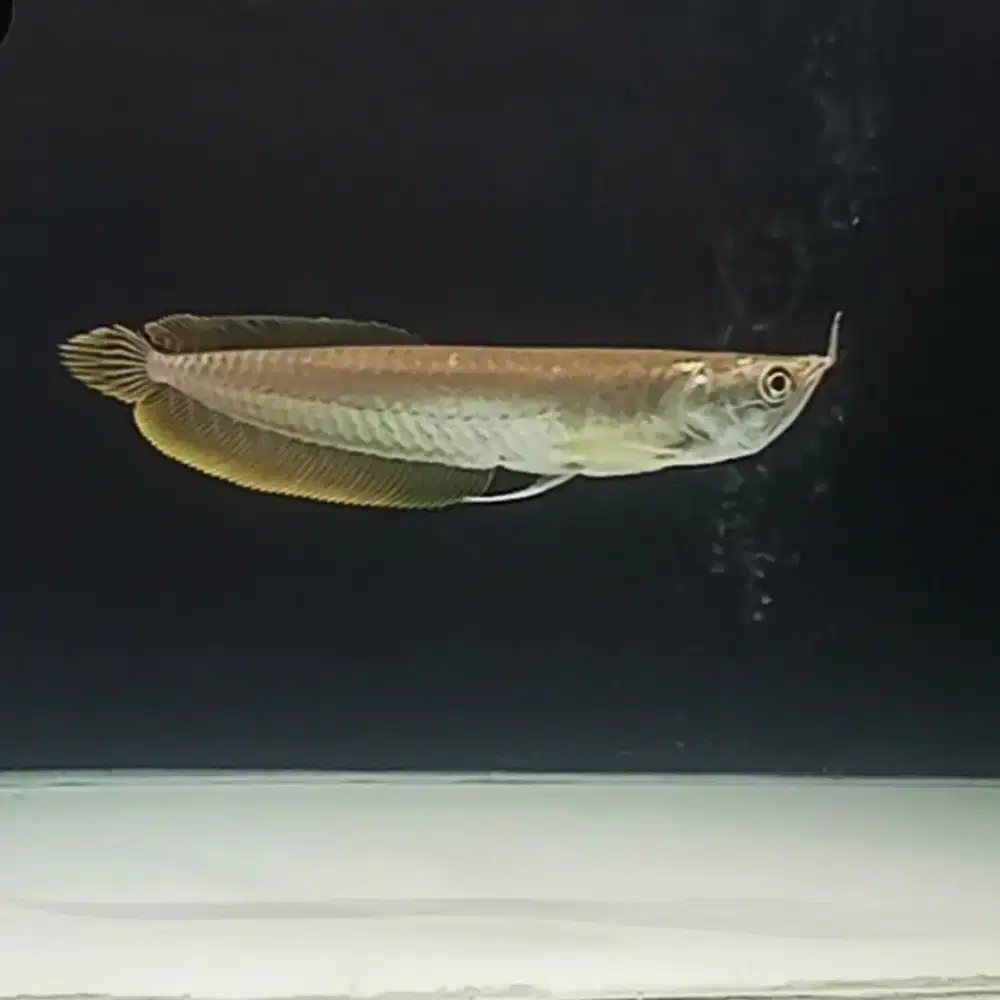 Arowana  Silver Red