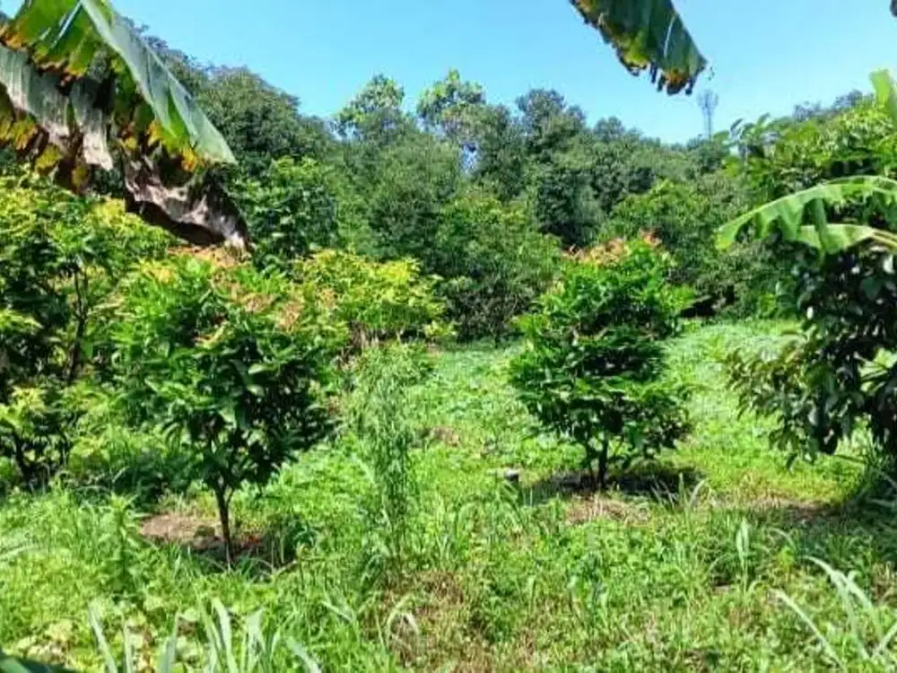 Dijual tanah Residensial Kavling Siap Bangun 3396m2 di Pasir Putih Sawangan