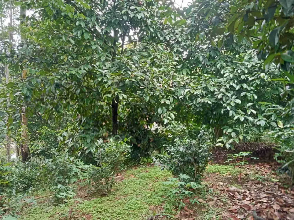 Tanah Kawasan Villa 1404, Nempel Air Mengalir, Wanayasa, Purwakarta.