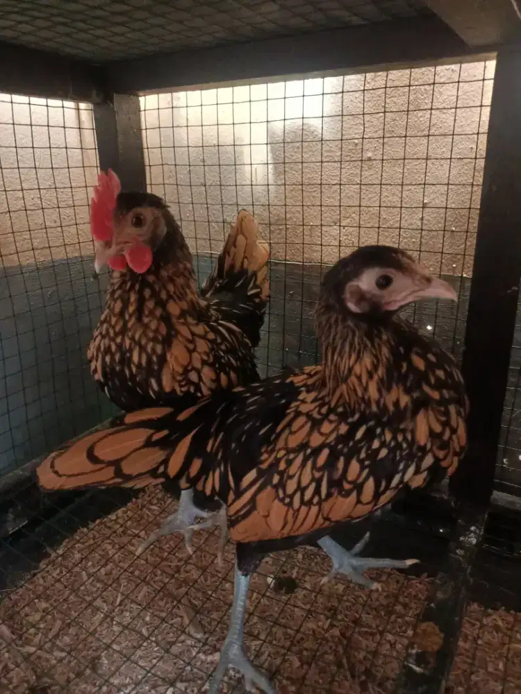 Ayam batik Kanada  sepasang