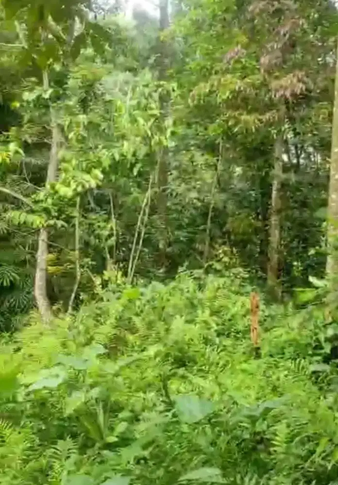 Tanah kebun durian 1197 meter gunung pati