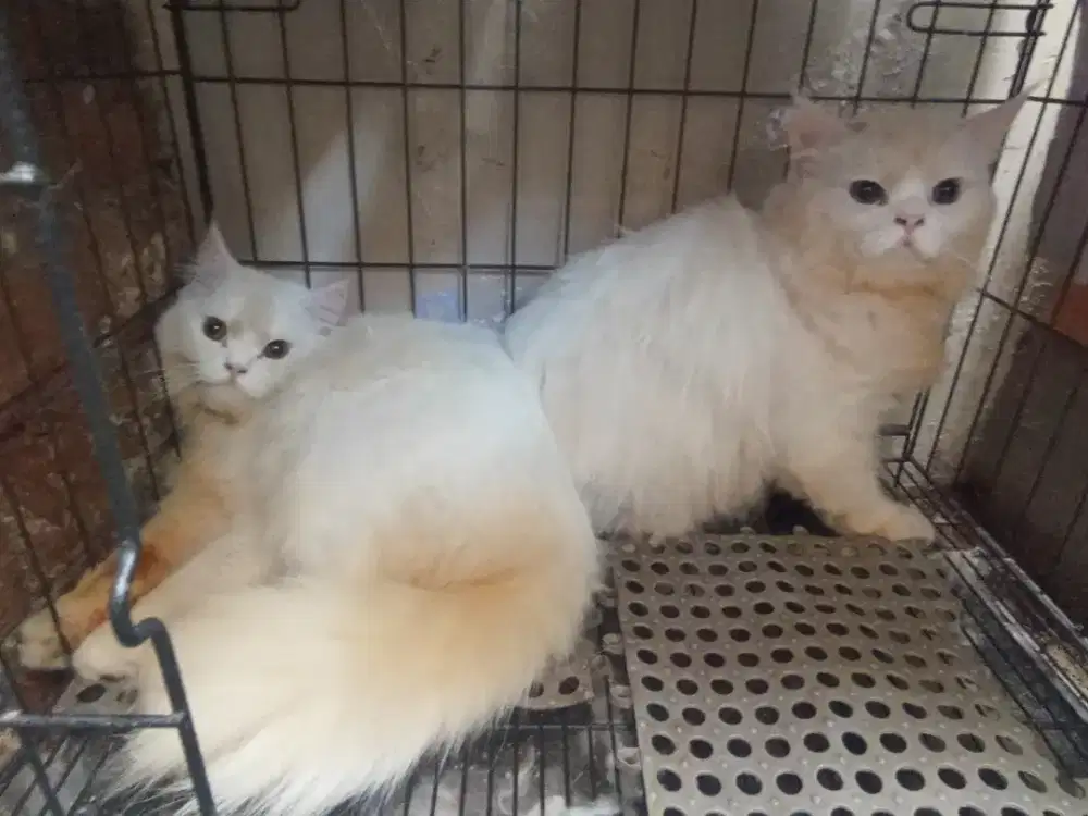 Kucing Persia Bigbone putih Jantan 8 bulan , Gemoy dan Ganteng.