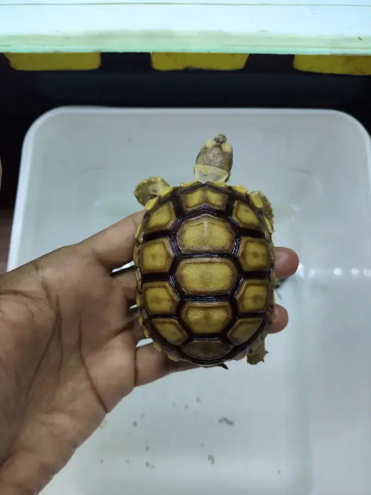 Sulcata thinline smooth