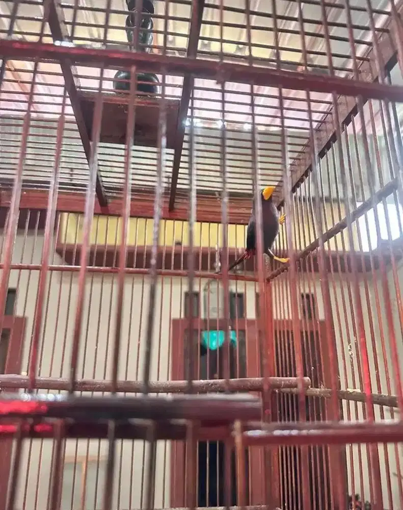 Burung jalak rio rio