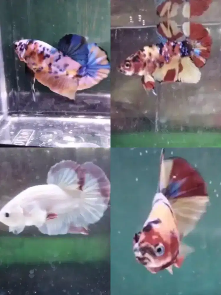 Ikan cupang hias tanjung barat