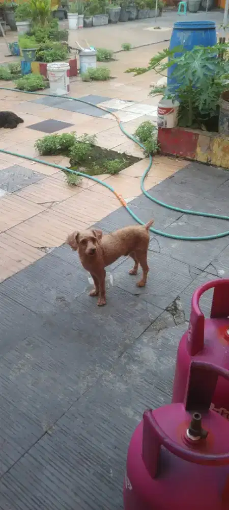 Poodle jantan usia satu tahun