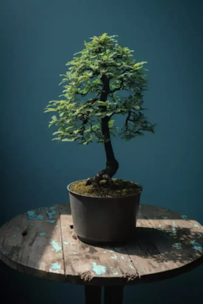 Bonsai Asam Sweet Tamarind