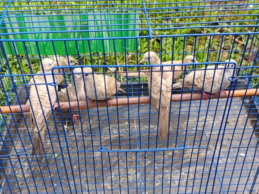 Burung Perkutut Silver / mocca