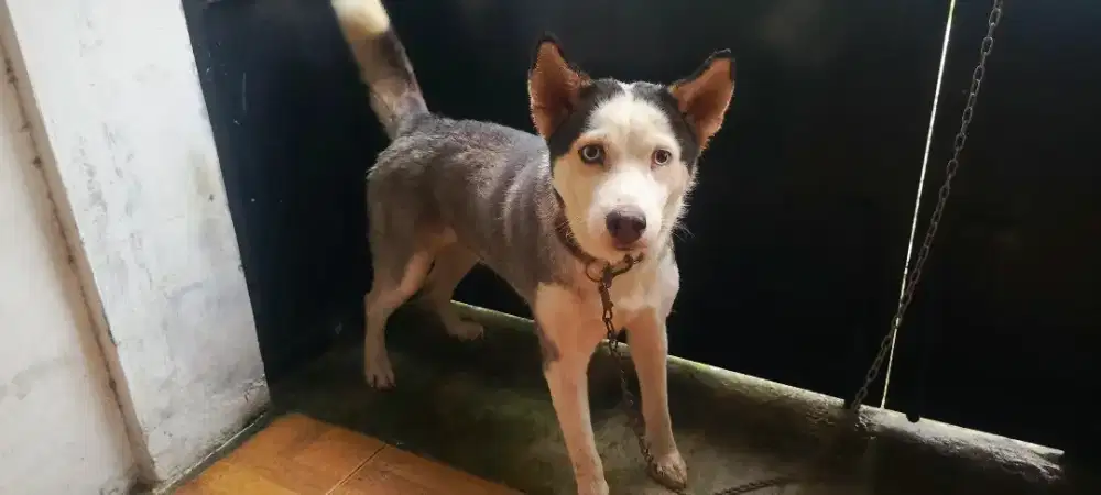 Husky Betina non stb biaya pakan saja