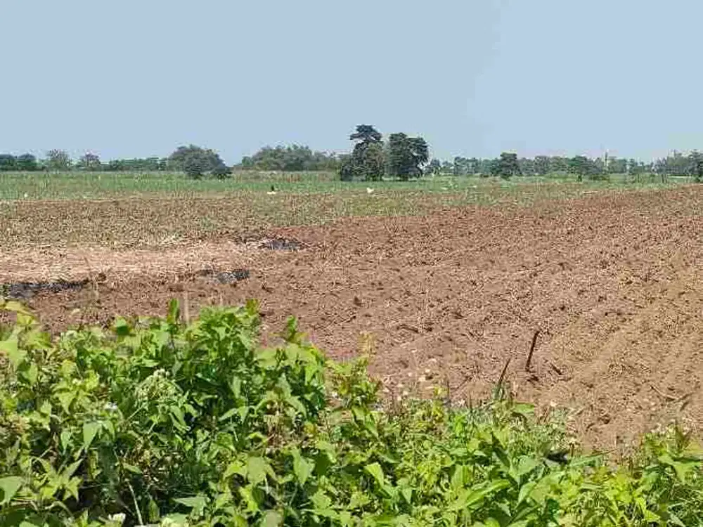 lahan sawah pertanian/perternakan