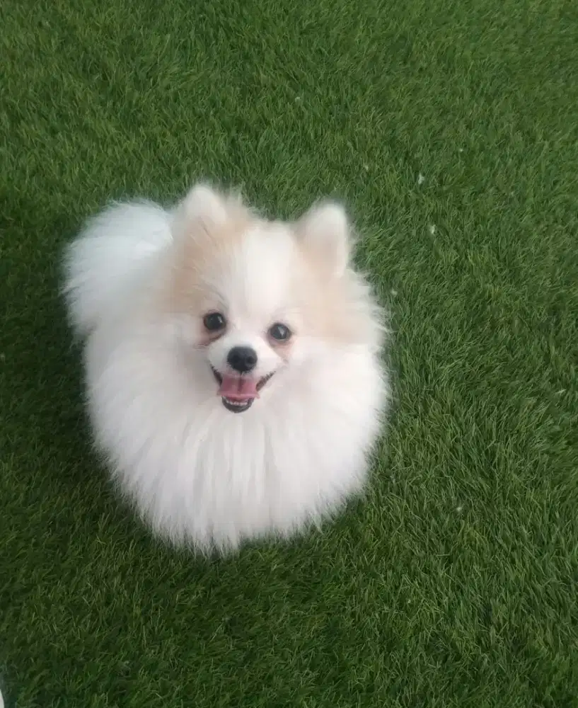 Pomeranian particolor jantan 1 thn