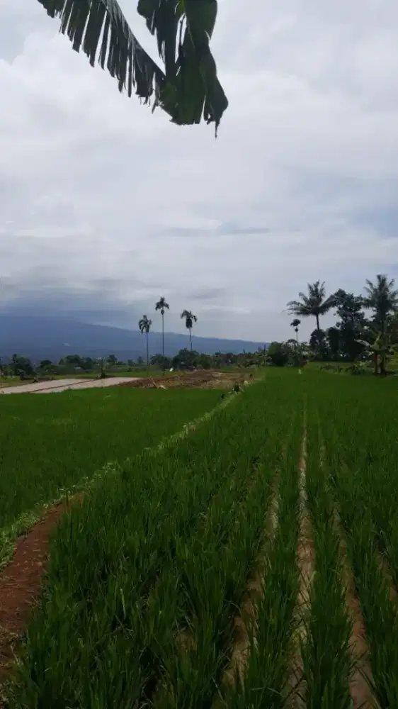 DIJUAL CEPAT TANAH DI CIJERUK,MENGHASILKAN PER 3 BULAN