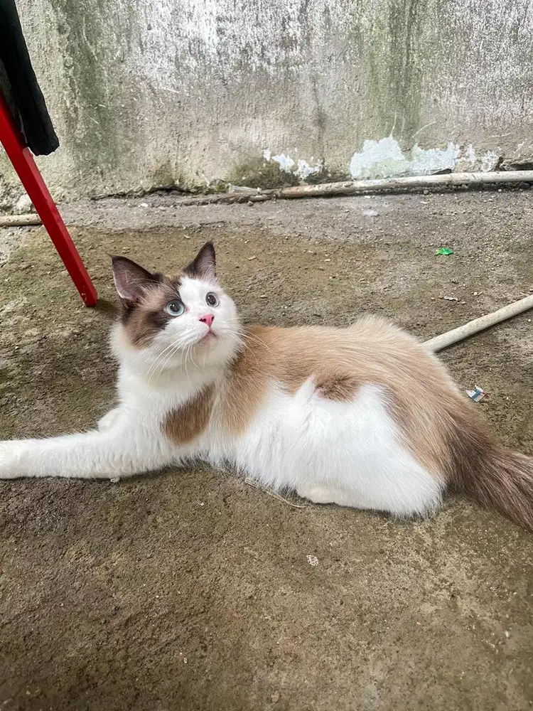 Kucing Ragdoll Jantan Bicolor