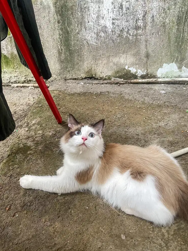 Kucing Ragdoll Jantan Bicolor